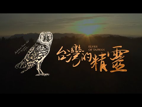 《地球的孤兒：台灣的精靈》 台灣草鴞：台灣最稀少瀕危的神隱精靈 - YouTube