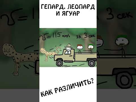 "Как различить Гепарда, Леопарда и Ягуара #академияброкколи #shorts #анимация #шортс #животные
