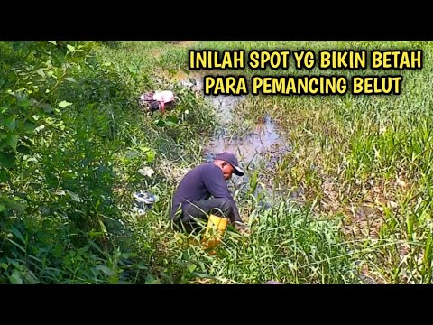 TEMPAT SEPERTI INILAH YANG BIKIN BETAH ORANG MANCING BELUT | LIHATLAH HASILNYA