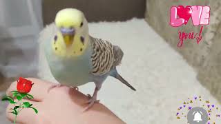 Гоша 😊 #youtubeshorts #ytshorts #youtube #shorts #shortvideo #viral #video #short #parrot #baby #new