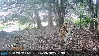 6 MONTHS Of CAMERA TRAPPING JAGUARS IN THE WET SEASON IN 2 MINUTES!!