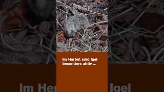 Herbstzeit: Die Igel sind aktiv