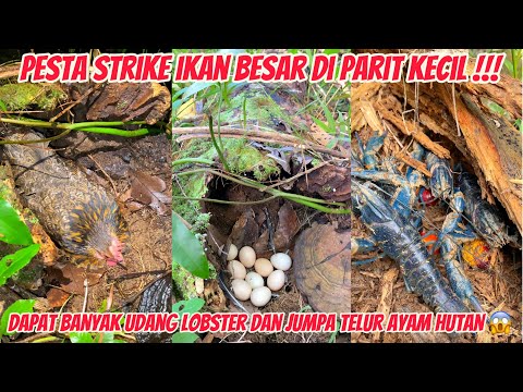 Malam2 Cek Tajur Pesta Strike Ikan Besar, Ada Banyak Udang Di Dalam Kayu Dan Jumpa Telur Ayam Hutan😱