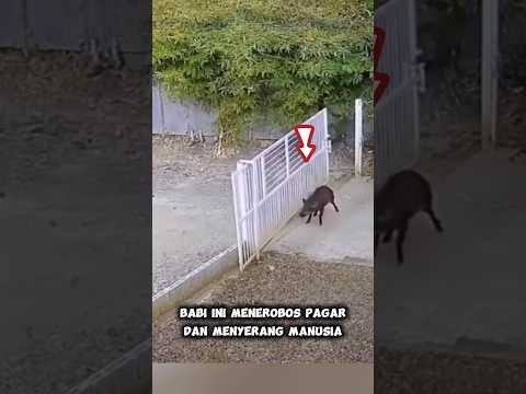 Hatiยฒ bahaya babi hutan, jgn mendekat jika tidak mau seperti pria ini #shortvideo #feedshorts #hewan