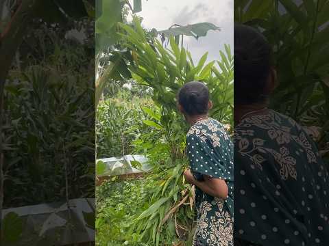 mbah tua jahat#videoshort