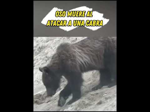 Oso muere al atacar a una cabra #shorts