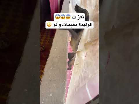 كلشي على رياكشن ديال الوليدة 😳