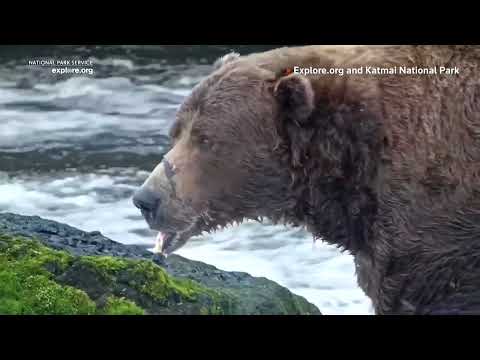 YouTube video thumbnail: Bear With Broken Jaw Crowned Alaska's Fattest Bear Champion