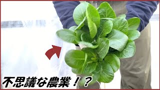 蟻戦争 帰ってきたありじゃむは「不思議な農業」で大金を稼ごうとしている。編～mysterious agriculture～