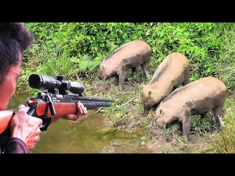 berburu kumpulan babi hutan di kubangan dan di kebun sampai ke rimba poin jantan moster