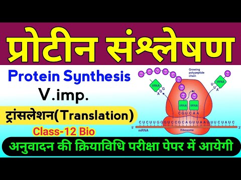 प्रोटीन संश्लेषण क्रियाविधि | translation class 12 biology | protein synthesis in hindi | अनुवादन