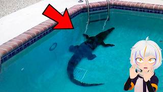 10 Cosas Extrañas Encontradas en Piscinas | ChuyMine REACCIONA a BÚHO SABIO