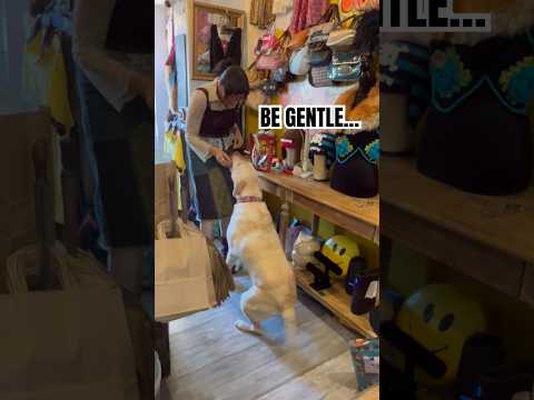 Dog Runs Into Her Favorite Store Like a Celebrity