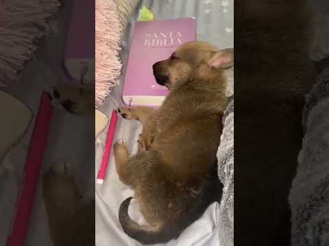 Story time de cuando encontré a mi pequeño lobito #animales #animallover #animalrescue #storytime