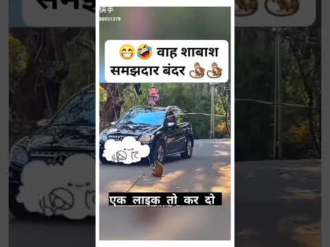 समझदार बंदर #funny #arvindcomedy108