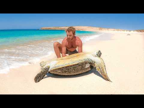 Turtle Stuck on Remote Island 🏝️ (DAY 33 AT SEA)