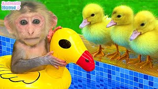 Bin Bon duck Monkey Baby Kittens Puppy Goes Koi Cat And swims Rabbits Animals Eats Egg Muckbang Asmr
