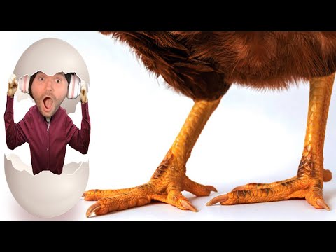 The Most Angry Chicken Alive