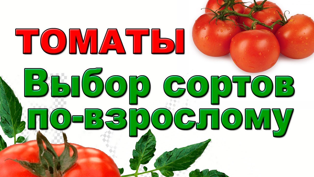 Сорта томатов, надежные и проверенные
