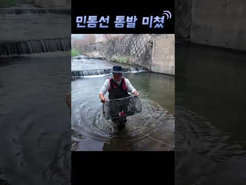 민통선 경계 계곡에 통발을 놓았더니.. 대박..