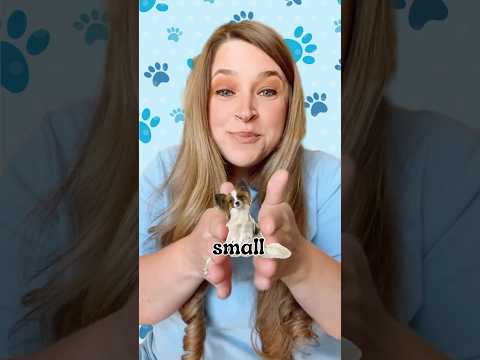 Puppy Dog 🐶 OPPOSITES Song 🎶#kidssongs #kidslearning