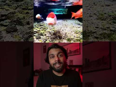 Japan's Drain Fishes 😱