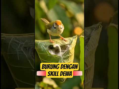 Penjahit vs Arsitek! Skill Burung Ini Gak Ada Obat! ๐คฏ