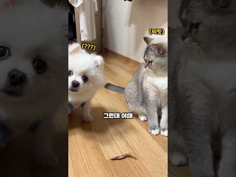줘도 못먹는 댕댕이가 답답했던 냥이 행동