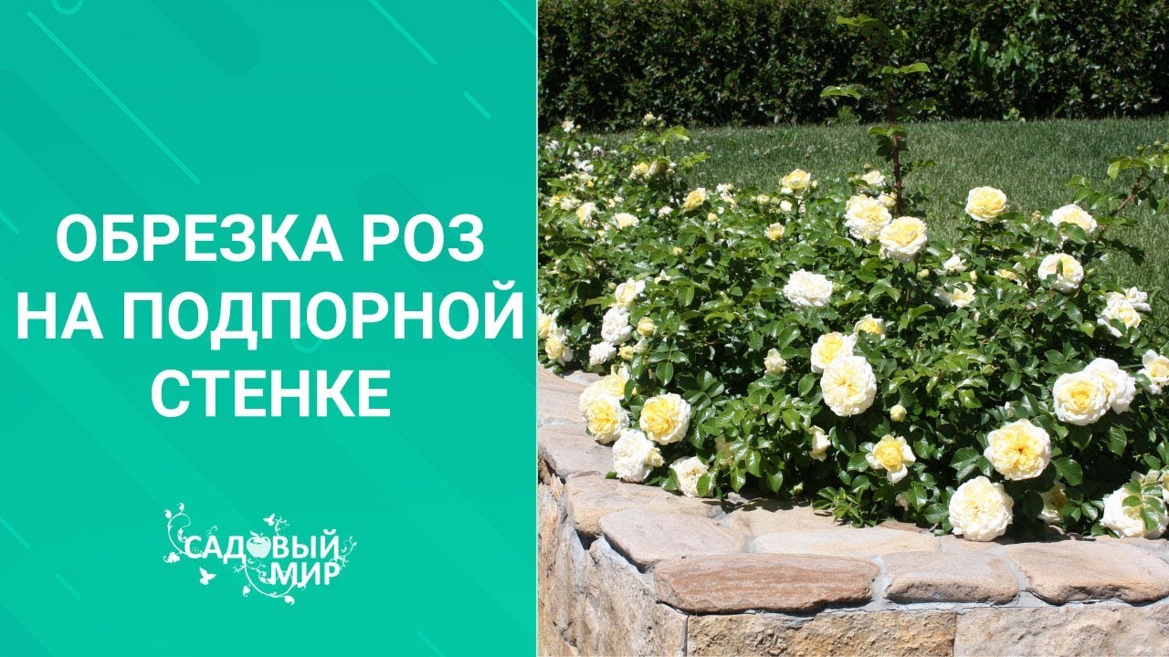 Как обрезать розы на подпорной стенке