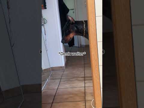 DOBERMANN Reav auf geheimer Mission ‼️