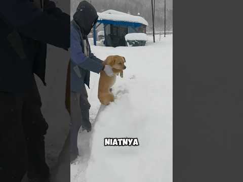 Hal mengejutkan terjadi pada anjing ini #shorts