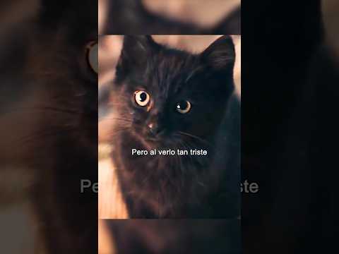 “El gatito negro con suerte “#shorts #viral #cat #cute