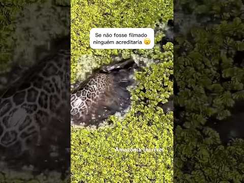 Se não fosse gravado ninguém acreditava 😱