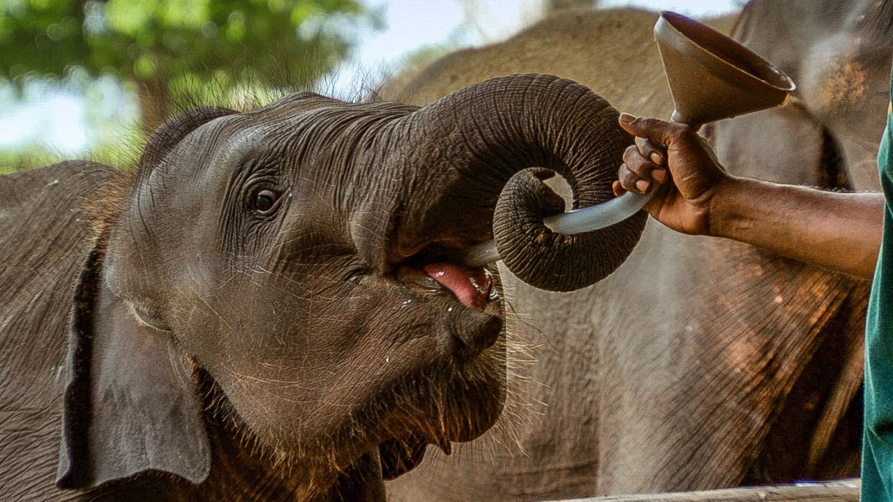 Feeding Time at the Elephant Orphanage BBC Earth
