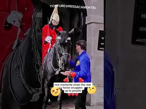 Rare moments when the real horse snuggles up to people #viralshorts #youtubeshorts #kingsguard