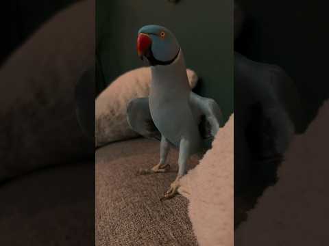 Parrot Chose Violence When He Hears That Sound😅