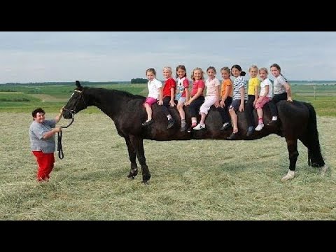10 ऐसे घोड़े जिन्हें देखने के लिए नसीब लगता है || Top 10 Most Rare Horse Breeds In The World