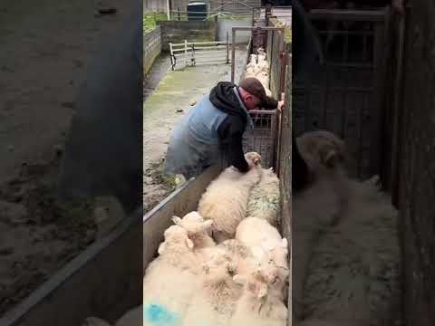 Sorting sheep isn’t always easy #farming #food #sheep #nofarmersnofoodnofuture