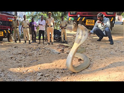 #Indian #spectacled venomous cobra snake Rescue.in ఫైర్ స్టేషన్ లో గోల్డెన్ కోబ్రా.7396969617