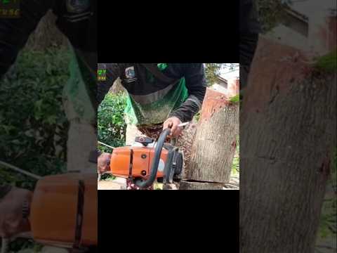 skill Woodworking project the largest tree cutting technique #shortvideo #treecutting #chainsaw