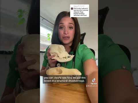 Veterinarian discusses brachycephalic dog breed skulls (pug, bulldog, etc.)