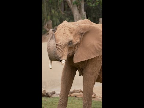 Elephant Valley Herd 🐘