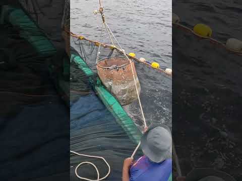 net fish catching from aceh indonesia | expert skills