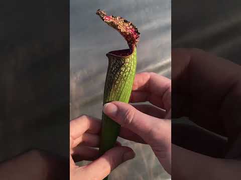 BIG Adventures of Carnivorous Plants, eating plant venus fly trap
