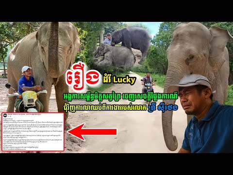 រឿងដំរី Lucky អង្គការសម្ព័ន្ធមិត្តសត្វព្រៃ ចេញសេចក្តីថ្លែងការណ៍ ជុំវិញការលាឈប់ពីការងាររបស់លោកស៊ីថេង