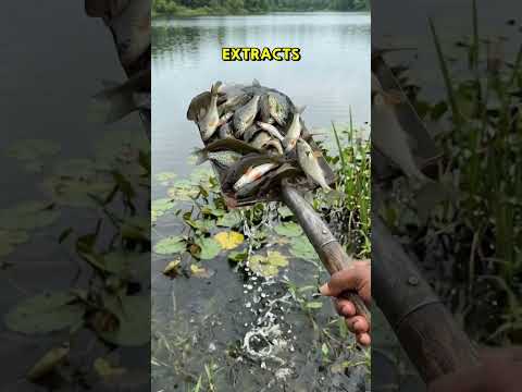 #fishing