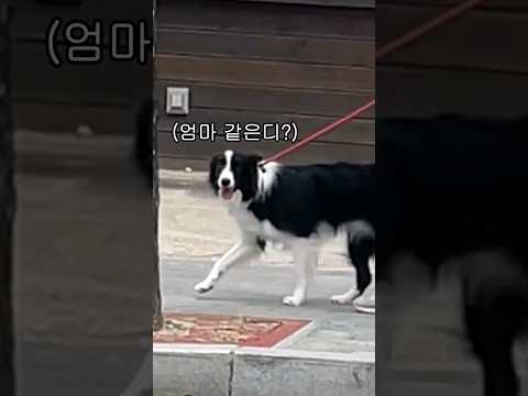 부추는 지나가는 엄마를 알아볼까? #shorts #bordercollie #보더콜리