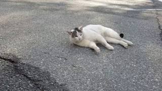 지산리조트 스키장 길냥이