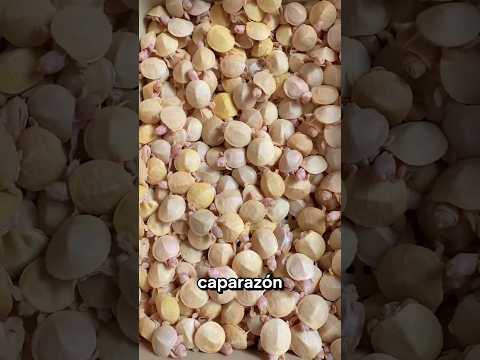 Las Granjas de Animales Más Extrañas