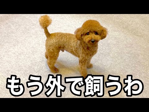 暴れるからもう外で飼うわw【トイプードル】